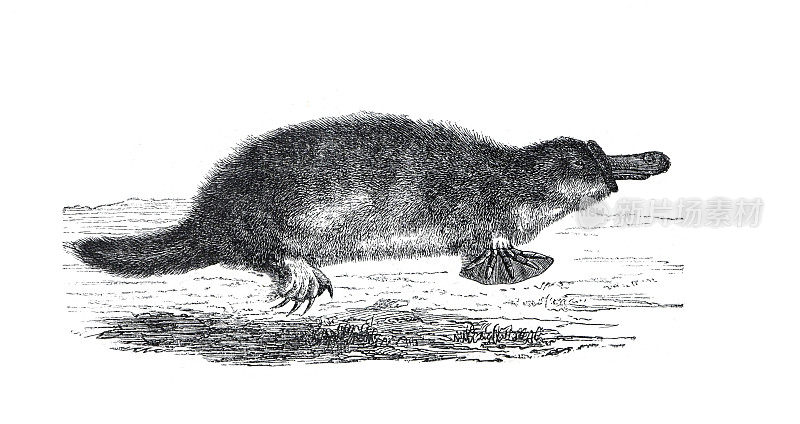古兽鸭嘴兽(Ornithorhynchus anatinus)或鸭嘴鸭嘴兽野生动物。澳大利亚。手绘野生鸭嘴兽插图。复古的风格。
